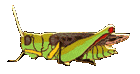 grasshopper