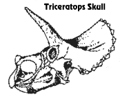 triceratops skull